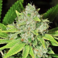 Original Glue - feminized marijuana seeds 5 pcs Nirvana Seeds