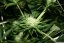 Super Haze - feminisierte 5ks Dutch Passion-Samen