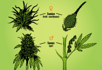 Wie kann man männliche und weibliche Cannabispflanzen identifizieren?