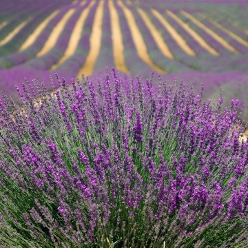 Čo je to linalool a aké sú účinky tohto terpene?