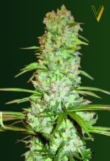 Victory Seeds Red Russian XXL feminisierte Samen