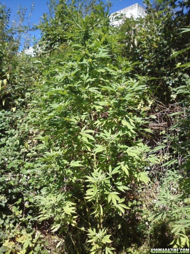 Trainwreck - nasiona feminizowane 5 sztuk Humboldt