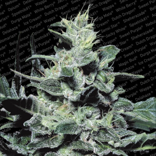 Nebula 3 ks, feminizované semená Paradise Seeds