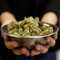 Cannabis protects the liver from alcohol-related damage