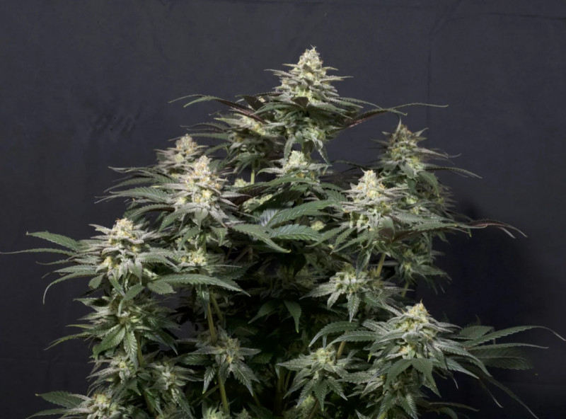 Purple Lemonade FF - feminizovaná semena marihuany 10 ks Fast Buds