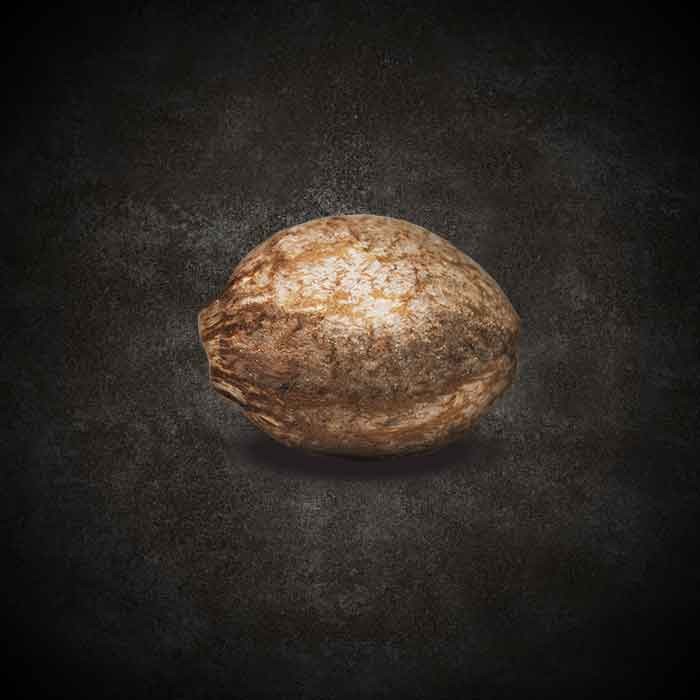 CBDream - feminized seeds 10pcs Paradise Seeds