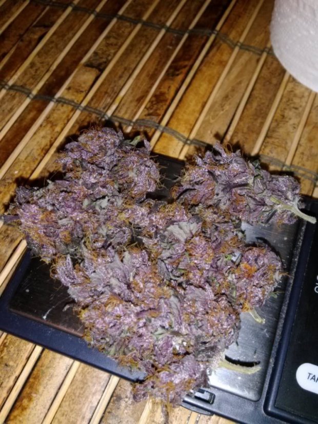 Purple Kush - feminizovaná a samonakvétací semínka 10 ks Buddha Seeds