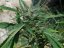 Cheese XXL Auto - fem. a autoflowering semienka 10ks Dinafem