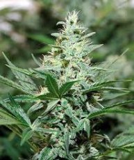 Red Dragon – feminizované semienka 10 ks Barney Farms