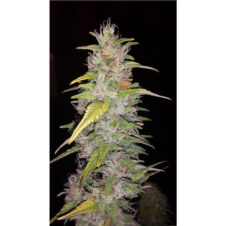 Critical Kush – feminizovaná semena 3 ks Barney´s Farms