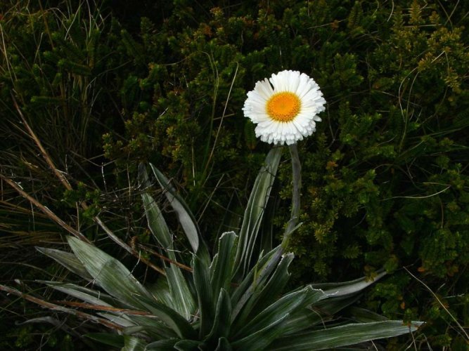 Mountain daisy (rastlina: Celmisia semicordata) 7 semien