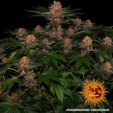 Purple Punch Auto - samonakvétací semínka 5 ks Barney´s Farm