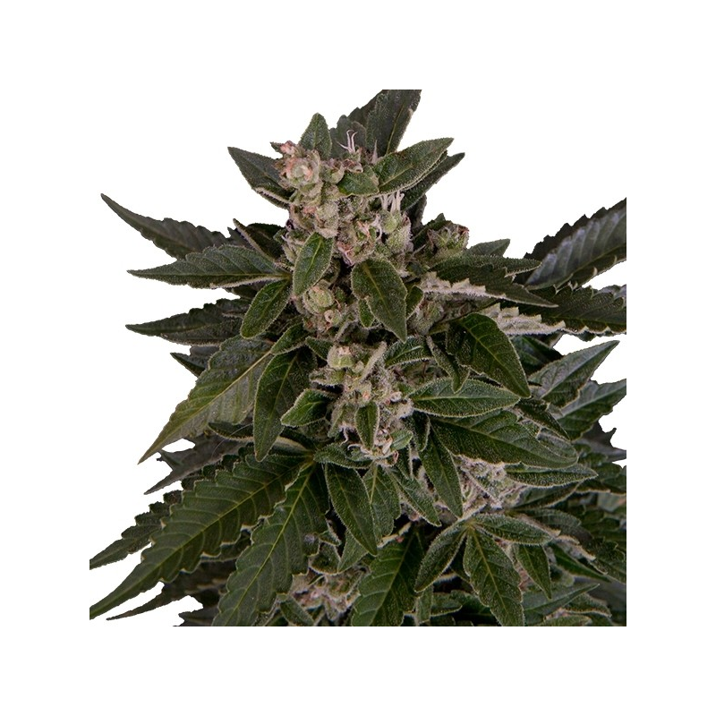 Royal Critical Automatic - samonakvétací semínka 3 ks Royal Queen Seeds