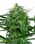 Sensi Amnesia - feminized cannabis seeds 5 pcs, Sensi Seeds