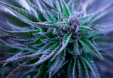Lila Cannabis: eine faszinierende Welt voller bunter Erfahrungen