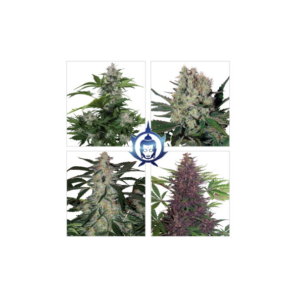 Buddha Assorted Auto -  samonakvétací semena 10 ks Buddha Seeds