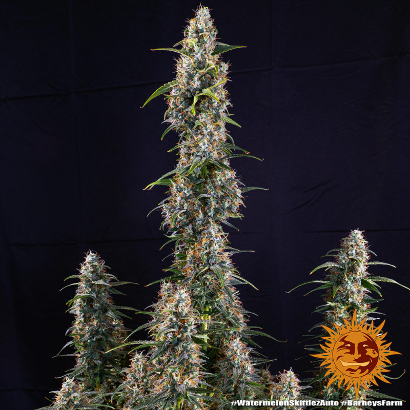 Watermelon Zkittlez Auto - autoflowering semena marihuany 10 ks Barney´s Farm