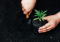 Transplanting cannabis step by step: how and when to start?