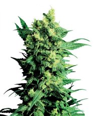 Shiva Shanti II - semínka 10 ks standardizovaná Sensi Seeds