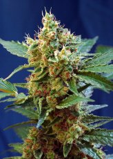 Cream Mandarine XL Auto ® - 10 ks samonakvétacích semínek