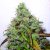 White Berry - 10 feminizowanych nasion Paradise Seeds