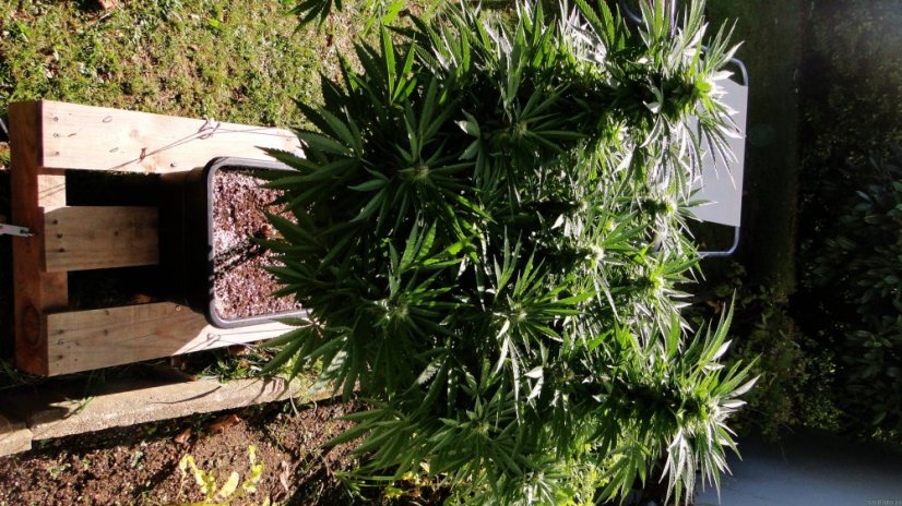 Black Jack – feminizované semienka 10 ks Sweet Seeds