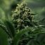 AA Gorilla Prime - feminized seeds 10 pcs Cannapio