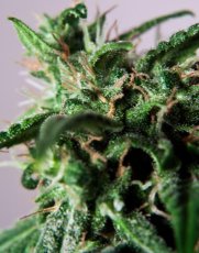 PolarLight  3®- autoflowering semienka 3ks Dutch Passion