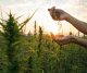 Flower fertilizer vs. on cannabis growth