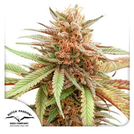 Durban Dew - feminizovaná semena 10 ks Dutch Passion