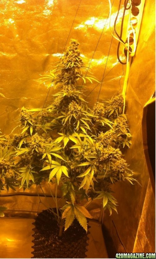 White Widow XXL Auto - fem. a autoflowering semienka 5ks Dinafem