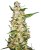 Skunk 1 Automatic - fem. i 3 szt. Sensi Seeds