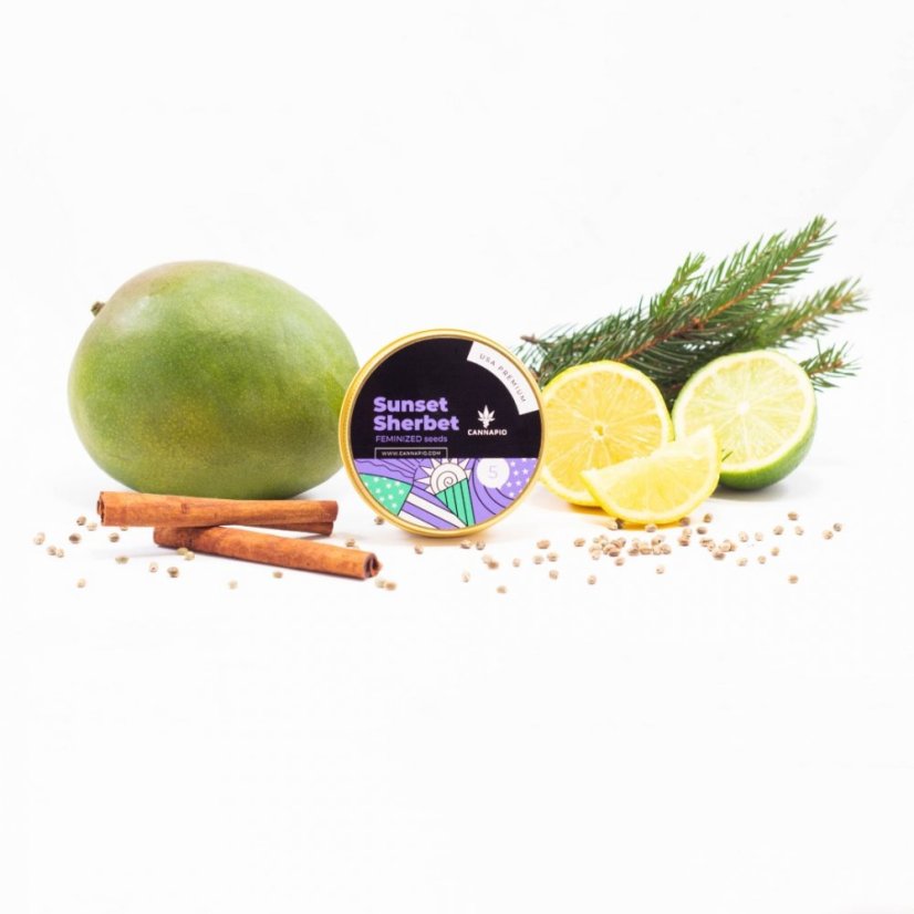 Sunset Sherbet - feminizované semená 5 ks Cannapio
