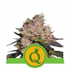 Purple Queen Automatic - nasiona feminizowane i automatycznie kwitnące 5 szt Royal Queen Seeds