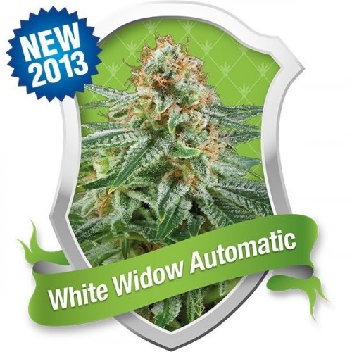 White Widow Automatic - feminizované a samonakvitacie semienka 3 ks Royal Queen Seeds