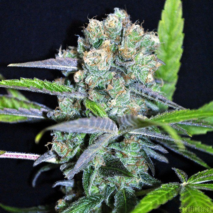 Shark Shock CBD - feminized seeds 3pcs Dinafem