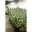 StarRyder autoflowering semínka 3ks Dutch Passion