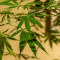 The History of Hemp Genetics
