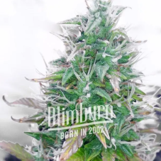 BlimBurn Seeds Northern Auto samonakvétací semena