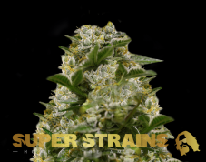 Super Strains Ibiza Farmers feminizované semená