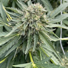 Big Mike's Genetics Rainbow Runtz nasiona feminizowane, 3 szt.