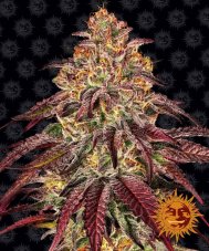 Mimosa X Orange Punch Auto - autoflowering seeds 5 pcs Barney´s Farm