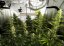 Shark Shock CBD - feminizované semienka 5ks Dinafem