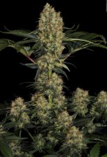 Paradise Seeds Chongs Choice Mendocino Skunk feminisierte Hanfsamen