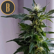 Blimburn Seeds Kabrales Auto samonakvétací semena