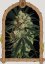 Triple A Auto - automatycznie kwitnące nasiona marihuany, 3 sztuki Exotic Seed