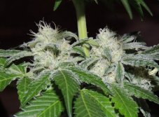 Karma Genetics Sour Power OG nasiona feminizowane