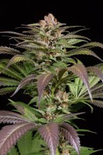 Purps - 3 Feminized Dinafem Seeds