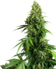 Honey Melon Kush Automatic - autocvjetajuće sjemenke 3 kom Sensi Seeds