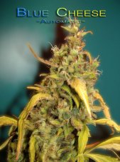 Blue Cheese Automatic - fem. a autoflowering semienka 10ks Dinafem